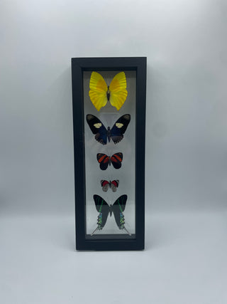 5  Real Butterflies in Glass Frame