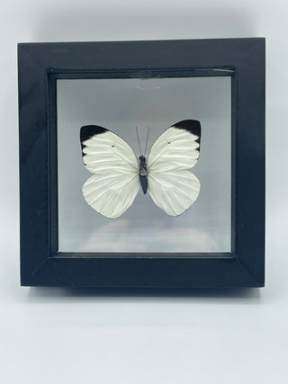 Real White Framed Butterfly