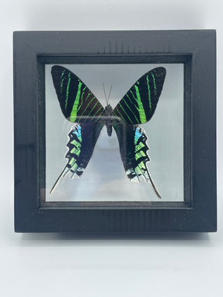 Real Green Framed Moth