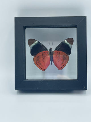 Real Black and Orange Framed Butterfly