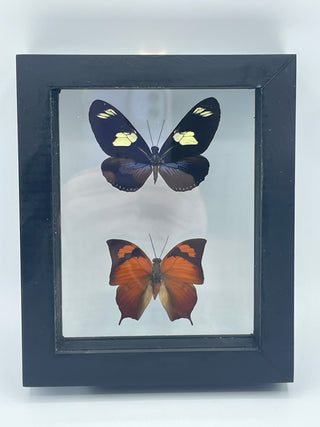 2  Real Butterflies in Glass Frame