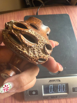 Banksia Seed Pod Handcrafted container approx. 3" X 3"