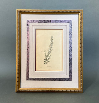 Antique c.1820s Loddiges Botanical Engraving 'Aster aculeatus' - Ethan Allen Framed