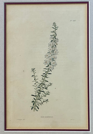 Antique c.1820s Loddiges Botanical Engraving 'Aster aculeatus' - Ethan Allen Framed
