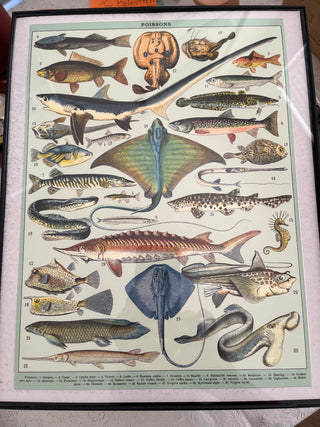 FRAMED FISH "POISSONS" ART 11 X 14