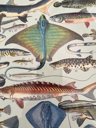 FRAMED FISH "POISSONS" ART 11 X 14