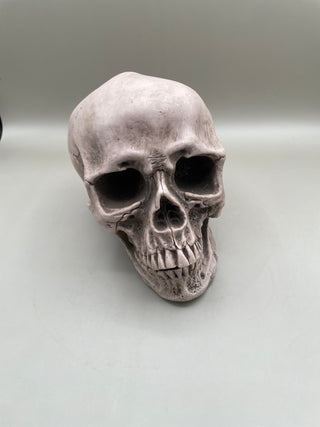 Skull w/Hinge able Jaw
