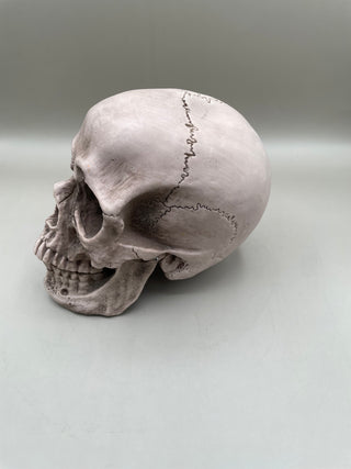 Skull w/Hinge able Jaw