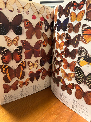 Int’l Butterfly Book