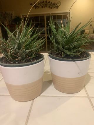 Zebra plant in 4 1/2 tan/white ceramic (each)