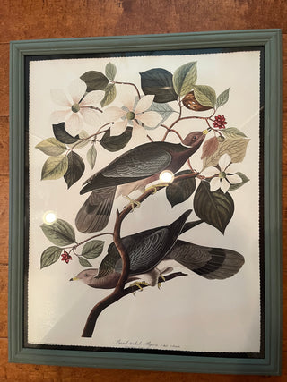 FRAMED AUDUBON RING TAILED PIGEON ART