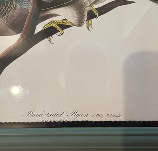 FRAMED AUDUBON RING TAILED PIGEON ART