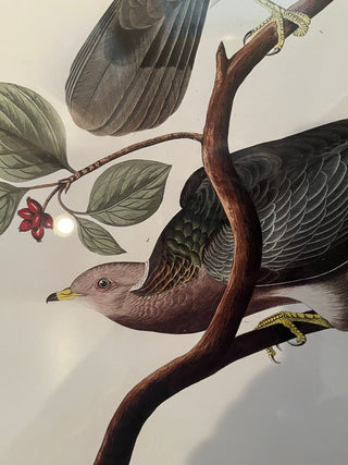 FRAMED AUDUBON RING TAILED PIGEON ART