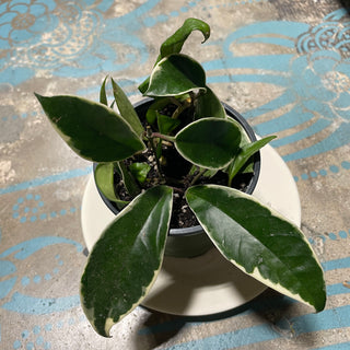 Hoya Plant Mix 4in Pot