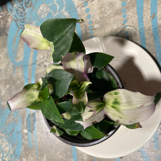 Tradescantia Blushing Plant 4in Pot RV