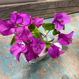 White Silver Lined Pitcher Bougainvillea