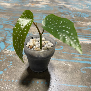 Begonia Plant Opaque Pot