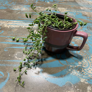 String of Teardrops Succ Plant Mauve Mug