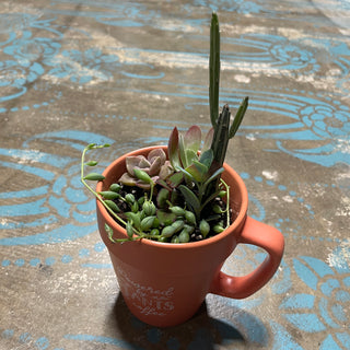 Powered Succulent Plant Mix Orange Mug