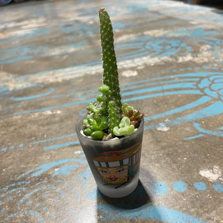 SF Trolley Succulent Cacti Plant Mix