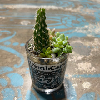NC Succulent Cacti Plant Mix