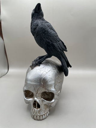 Gothic Raven on Skull