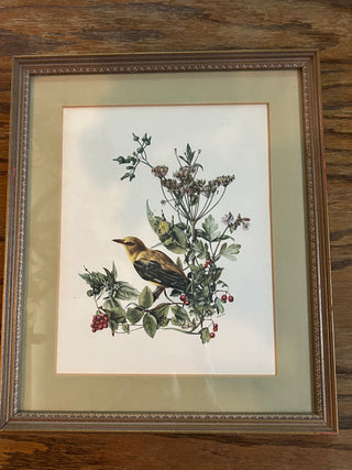 Golden Oriole Wall Art
