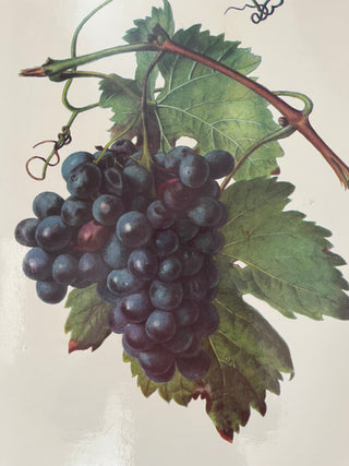WOOD LAQUER BOTANICAL GRAPE TRAY