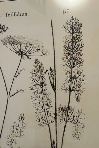 LARGE FRAMED BOTANICAL ART PRINT