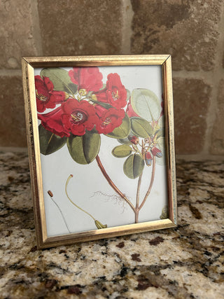 Vintage Gold Frame with Red Botanical