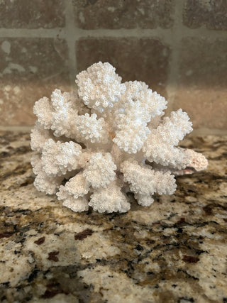 Natural White  Cauliflower Coral