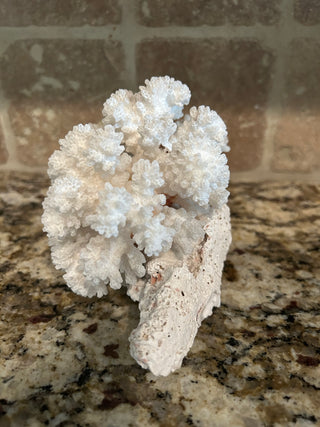 Natural White  Cauliflower Coral