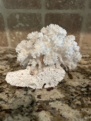 Natural White  Cauliflower Coral