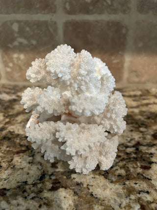 Natural White  Cauliflower Coral