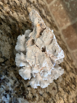 Natural White  Cauliflower Coral