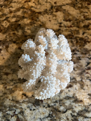 Natural White  Cauliflower Coral