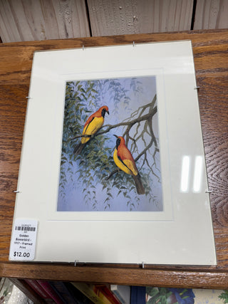 Golden Bowerbird - 1917 - Framed Print