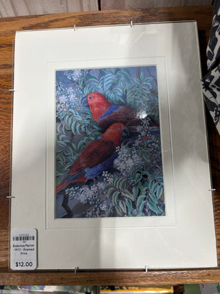 Eclectus Parrot -1917 - Framed Print