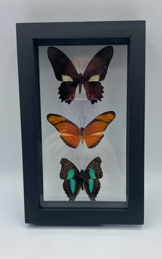 3 Real Butterflies in Glass Frame