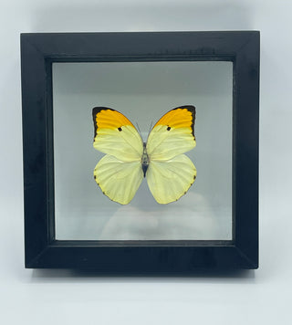 Real Yellow Framed Butterfly