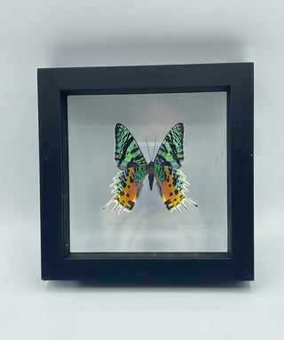 Real Framed Sunset Moth