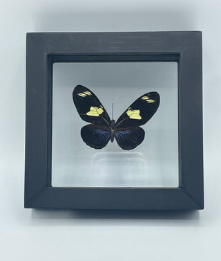Real Black and Yellow Framed Butterfly