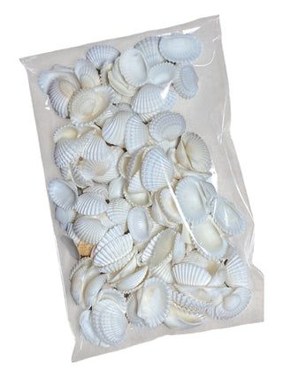White Shells 3 oz Bag