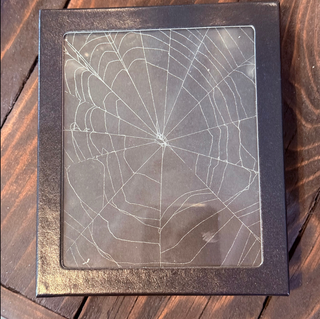 Genuine Spiderweb In Riker Mount