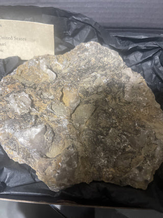 fossil Bryzoans rsv