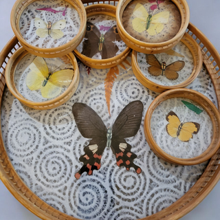 Vtg Bamboo Tray 13 Coasters Set Botanical Butterflies Display Rattan Retro MTS|133332