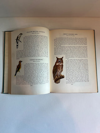 An introduction to nature vintage book RSV|54245