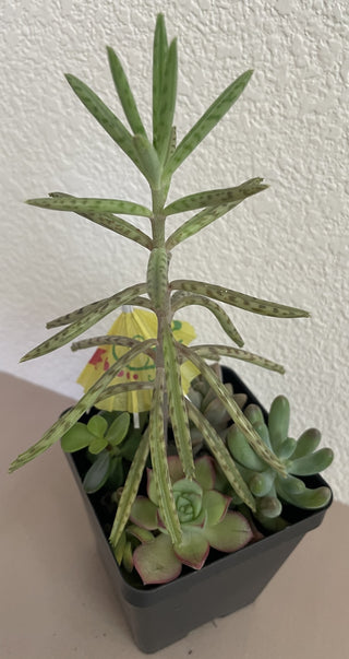 Mother of Millions Succulent Mix Square Pot MTS|70758