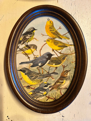 Small Oval Wood Frame with Vintage Bird Rrint Riffraff Works RSV|111169