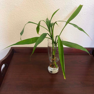 2 Bamboo Plant Clear Glass